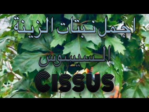 فيديو: Cissus المعيني: الرعاية والإنجاب في المنزل