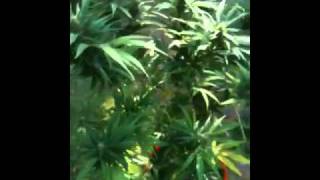 Outdoor Medical marijuana 2010 grow