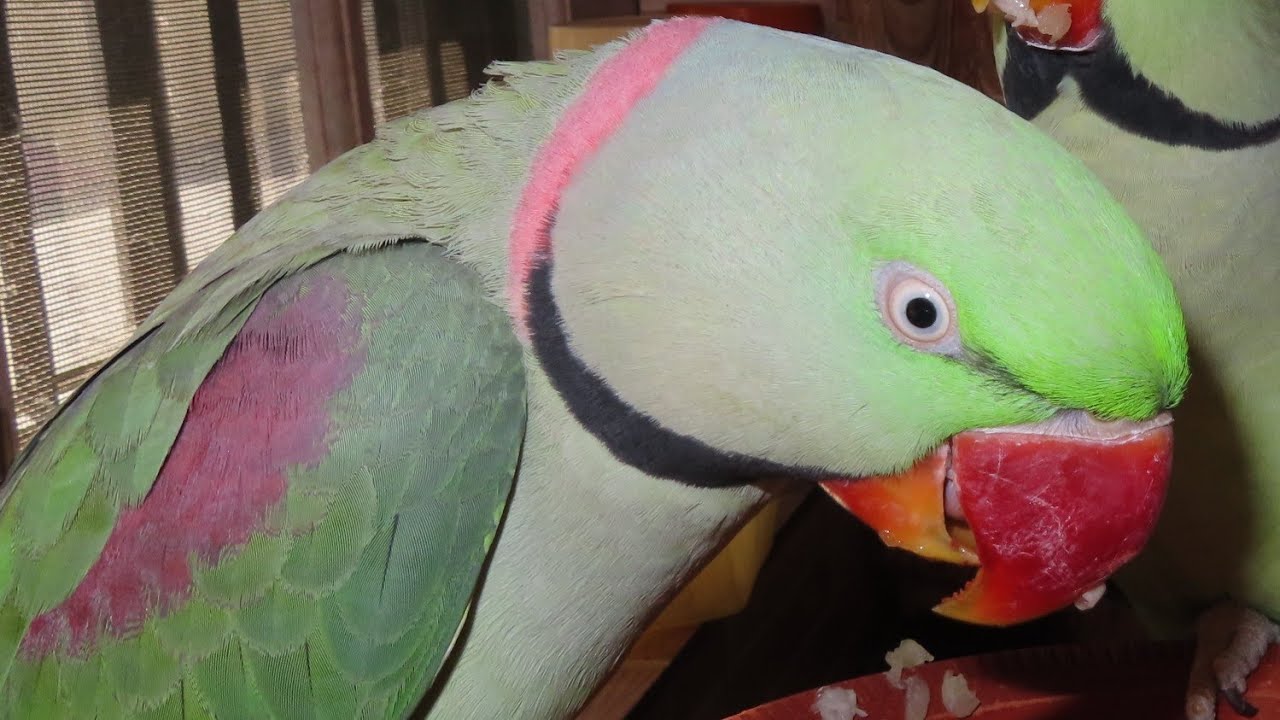 Amazing dancing Great Alexander parrot YouTube