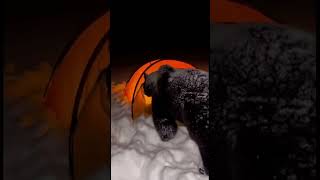 Black Bear Approaches Tent at Night | Snowy Camping Encounter