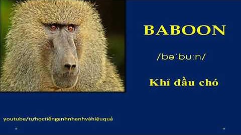 Từ vựng tiếng Anh về các loài động vật| English vocabulary about animals