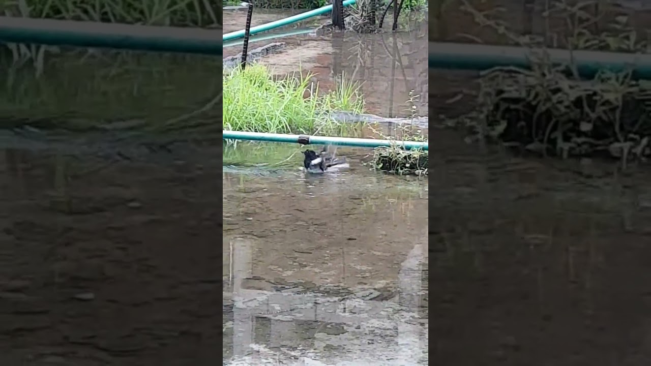 the magpie is bathing