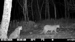 Mountain lion sightings in Red Lodge put residents on alert