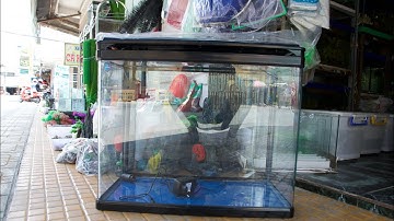 Giao bộ hồ đúc trưa nắng ngày 04/06 | Cá Cảnh Nhật Toàn 0977022281