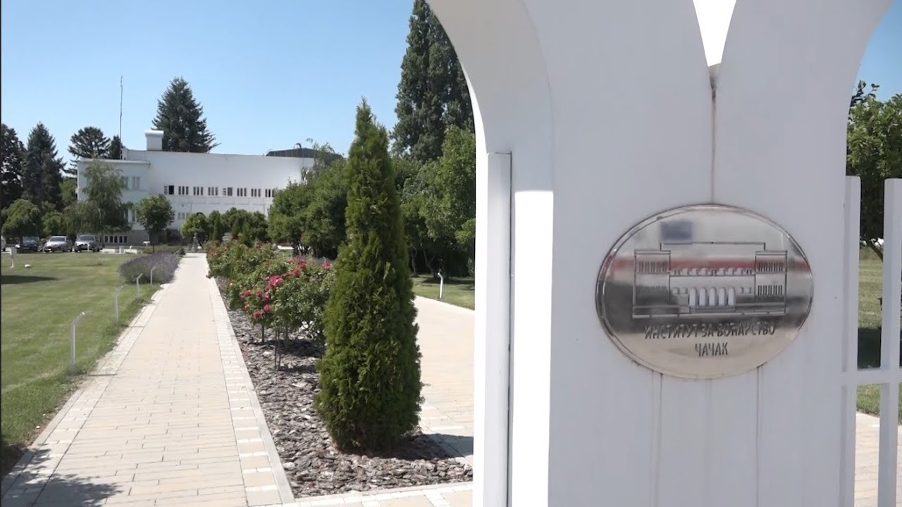 TV Telemark FESTIVAL RAKIJE "DOOOBRA!" U ČAČKU 26 05 2023 YouTube