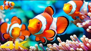 The Ocean 4K - Sea Animals for Relaxation, Beautiful Coral Reef Fish in Aquarium (4K Video Ultra HD)