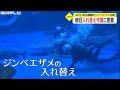 のとじま水族館の『ジンベエザメ入れ替え』に密着! 普段と違う様子に警戒も...放流と搬入が無事終了