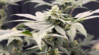Week 5 Flower - Permanent Markers, Ice Cream Cake, Venom Runtz, Skywalker - Giveaway Winner