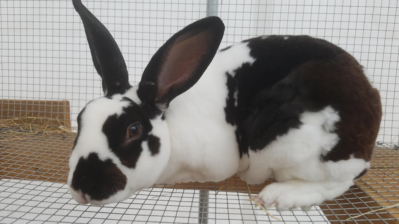 rabbits making babies