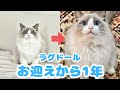 甘えん坊だった子猫が立派な猫ちゃんに成長するまでの1年間の密着記録【ラグドール】