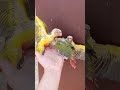 إنتاج وترويض طائر المولينا الجميل اللهم بارك الطبيعة Birds Parrot المغرب إنتاج الطيور اكسبلور 