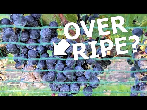 Video: Informacije o berbi grožđa - najbolje vrijeme za branje grožđa