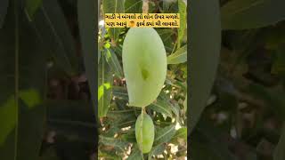 Organic Kutch Kesar Mango🥭/ ઓર્ગેનિક કચ્છ કેસર મેંગો/#vairal #tranding #kutch #kesarmango #mangofarm