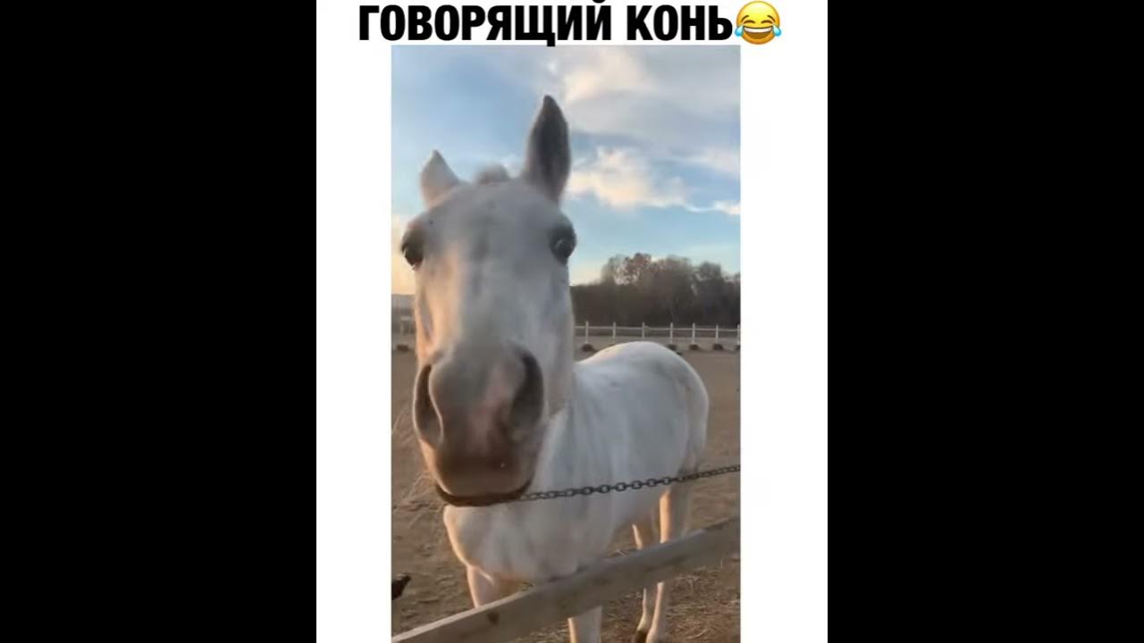 Лошади. Конь кто это такой. Конь кто это такой. Мужчина лошадь женщина обезьяна. Собака-конь кто это.