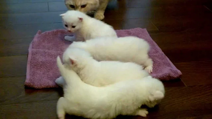 Video 5199151: siberian cattery, siberian kitten, siberian cat, kitten learning, kitten walking