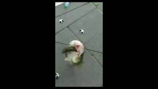 Angler catches crappie, bass with one hook