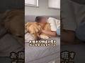 お疲れな家族を癒す大型犬 #ゴールデンレトリバー #大型犬のいる生活 #goldenretreiver #大型犬と子供