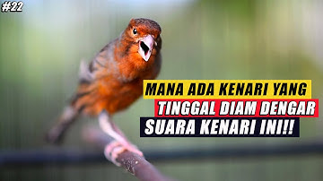 #22 Masteran Suara Burung Kenari Gacor Panjang cuit cuit Ngerol untuk Pancingan Kenari!