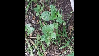 WARNING! DANGER! GARDEN INFORMATION! #prepping #gardening  #preparedness  #prepare #garden