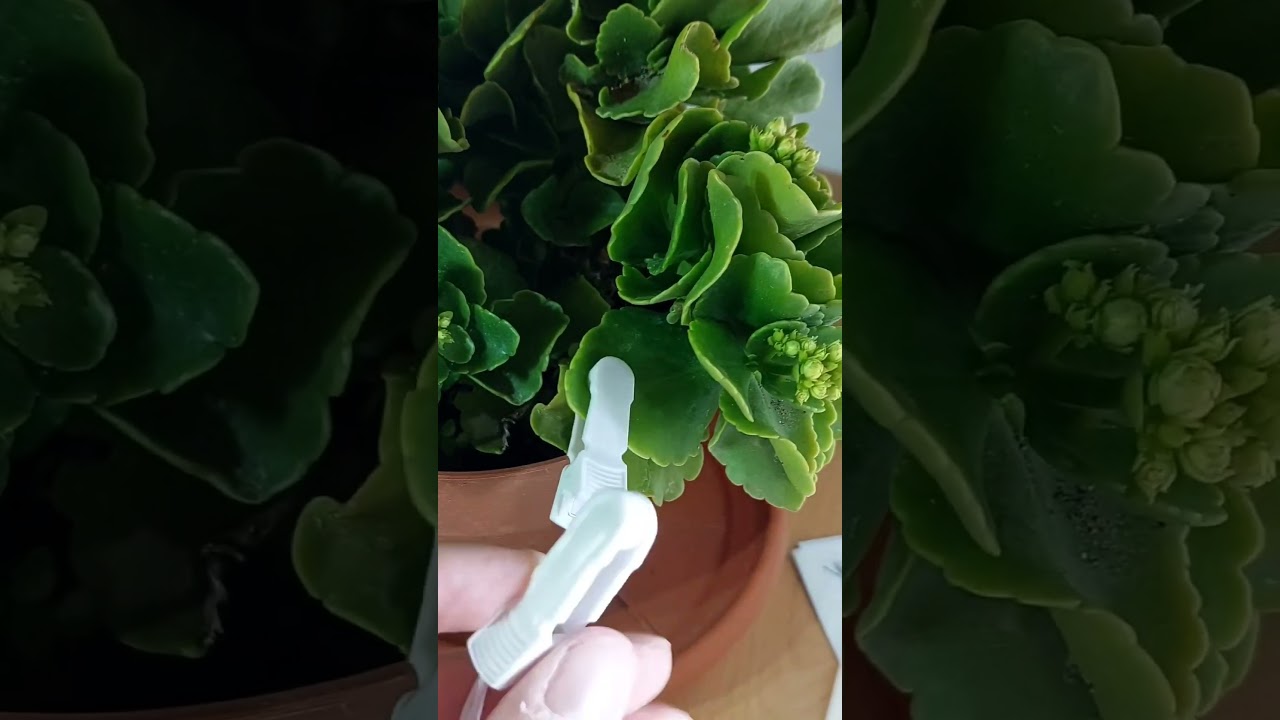 how to listen plants music with Symbiotic device, translate plant biofeedback into midi signals