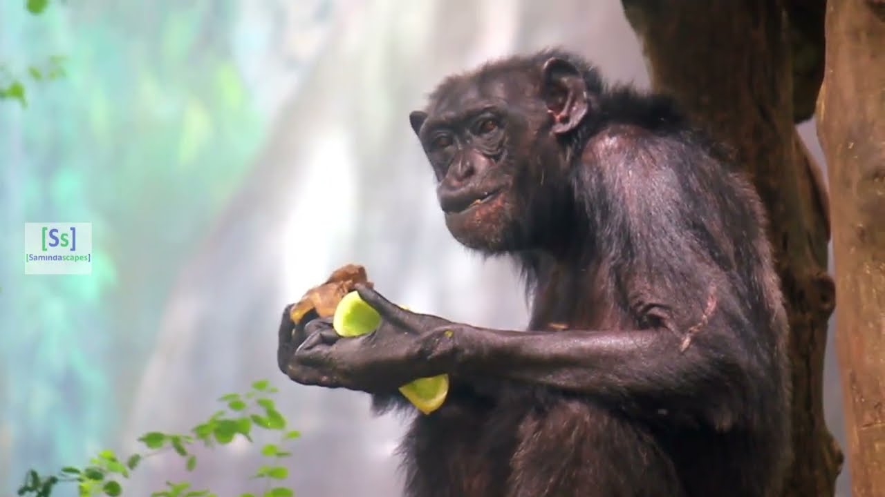 Chimp having a snack 😋| 