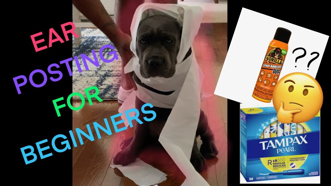 Cane Corso Ear Posting for Beginners YouTube