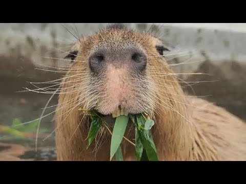 clara a capivara by Ribeiro Sound Effect - Meme Button - Tuna