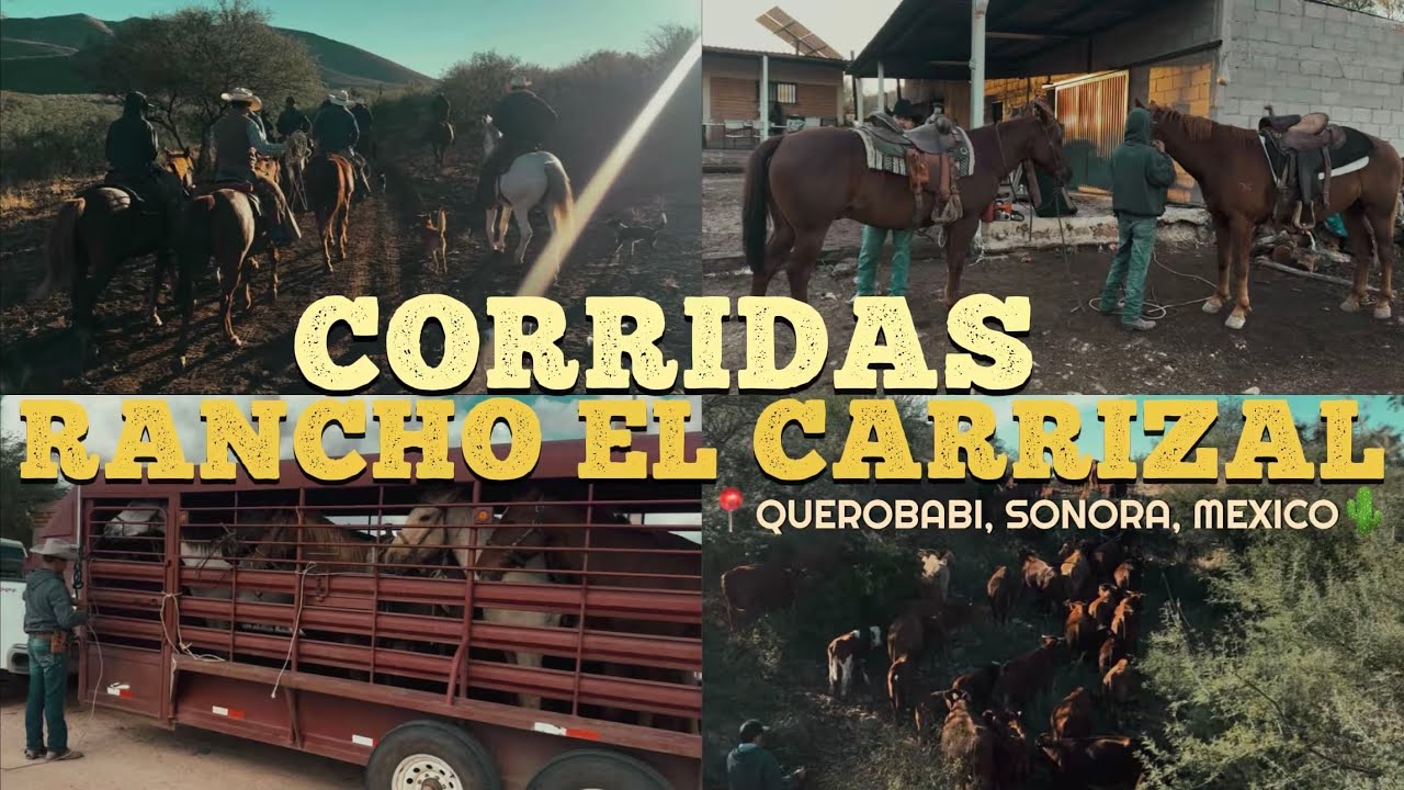 EMPEZANDO CON LAS CORRIDAS DEL RANCHO EL CARRIZAL 🌾🐮 LLEGAMOS JUNTANDO VAQUEROS Y GANADO ‼️