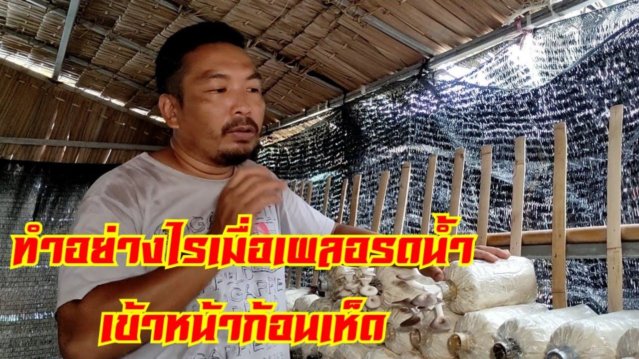 #วิธีรดน้ำเห็ด รดน้ำอย่างไรไม่ให้เข้าหน้า #ก้อนเห็ดนางฟ้า แล้วแก้อย่างไรถ้าเผลอรดน้ำเข้าหน้าก้อนเห็ด