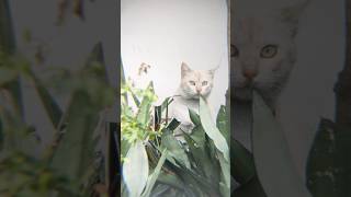 This Cat Hiding In The Plants cats cat cats