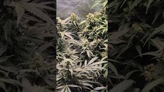 Flower cannabis 😱😱😱🙈Glookies, strawberry
