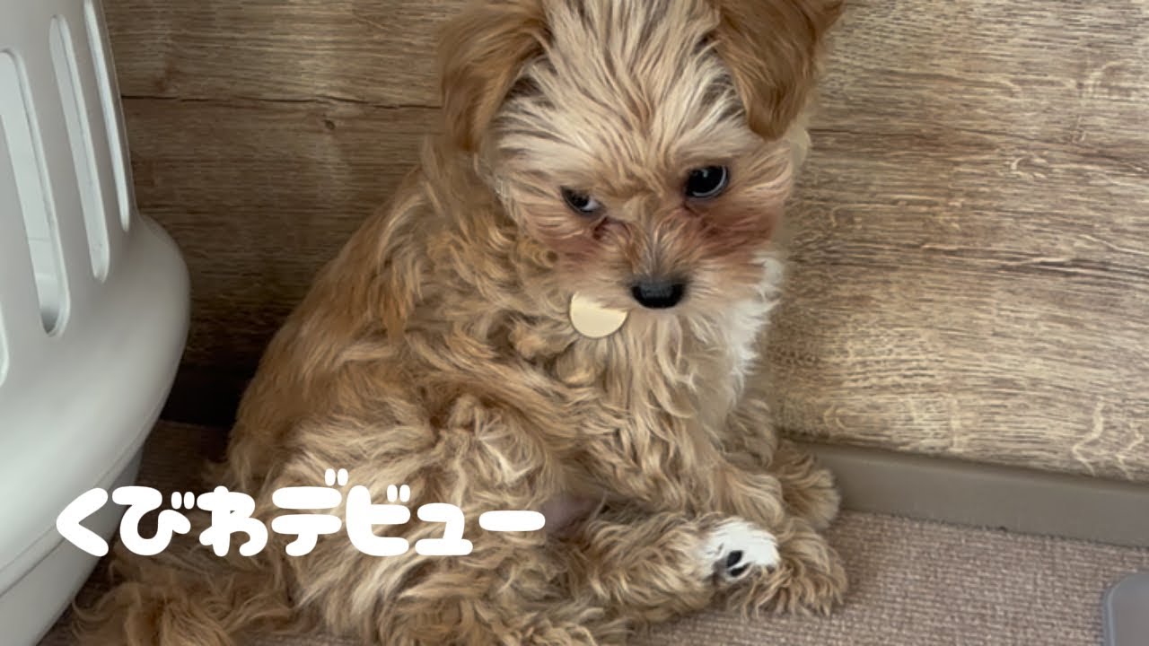 【マルプー子犬】首輪を嫌がるところもかわいい