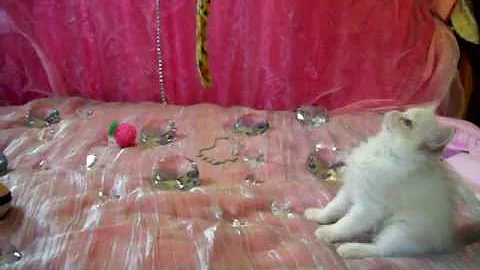 Video 1109131: lynx bicolour, lynx female, beautiful purebred