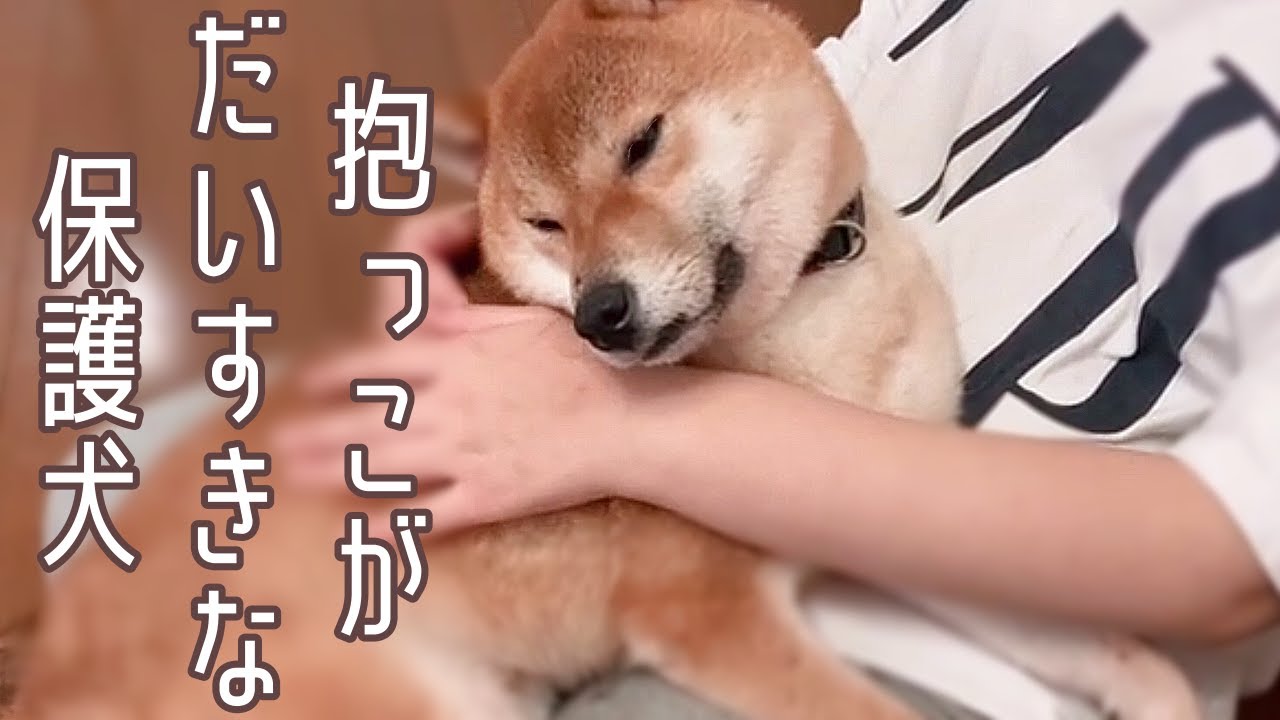 抱っこが大好きな保護犬 Youtube 抱っこが大好きな保護犬 Youtube