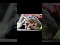 You Think Cats Are Cute Here This Out Facts Animalshorts Cats Science Funnycats You Think Cats Are Cute Here This Out Facts Animalshorts Cats Science Funnycats