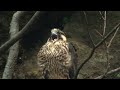 Falcon&#39;s first time parenting『隼・初めての子育て』