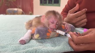 Mom Try Use Syring To Feed Formula Milk For Weakness Newborn Monkey