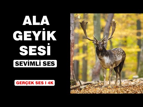 Gerçek Ala Geyik Sesleri l Yüksek Kalite l Sevimli Ala Geyik Sesi Deneyimi! I 4K