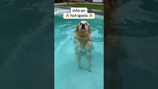 Here’s how to keep your dog healthy while swimming! #SwimmingDog #HealthyDog #DogCare #Shorts