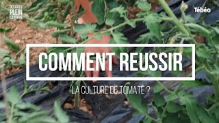 Tomate : les astuces d&#39;une maraîchère bio pour réussir sa culture