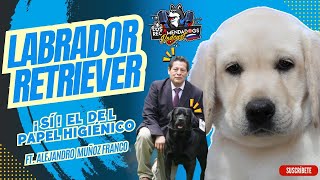 Labrador: la raza que nunca pasa de moda,  un clásico en el mundo de los perros Ep13LosRecomendaDogs