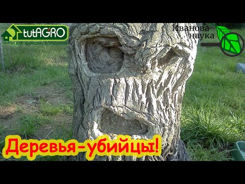 Эти 2 дерева рушат дома по всему миру! Деревья - убийцы домов! Никогда не сажайте их рядом с домом.