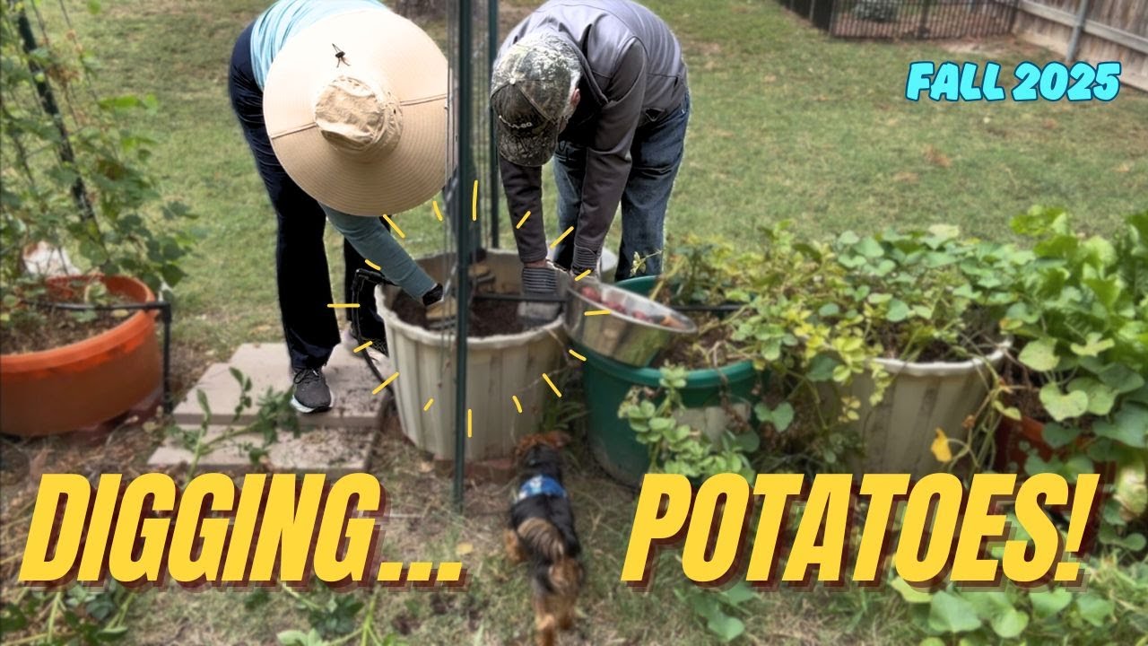 Урожай картофеля на нашем заднем дворе оказался неожиданным!