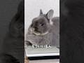諦めが早い里親うさぎはこちらです #shorts #rabbit #うさぎ