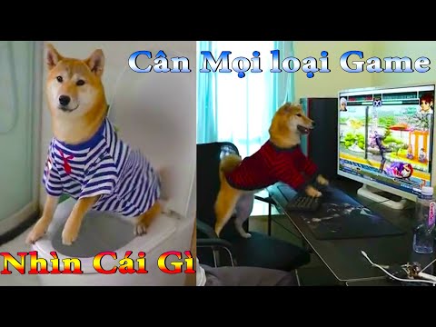 Video: Giữ con chó của bạn ra khỏi ghế