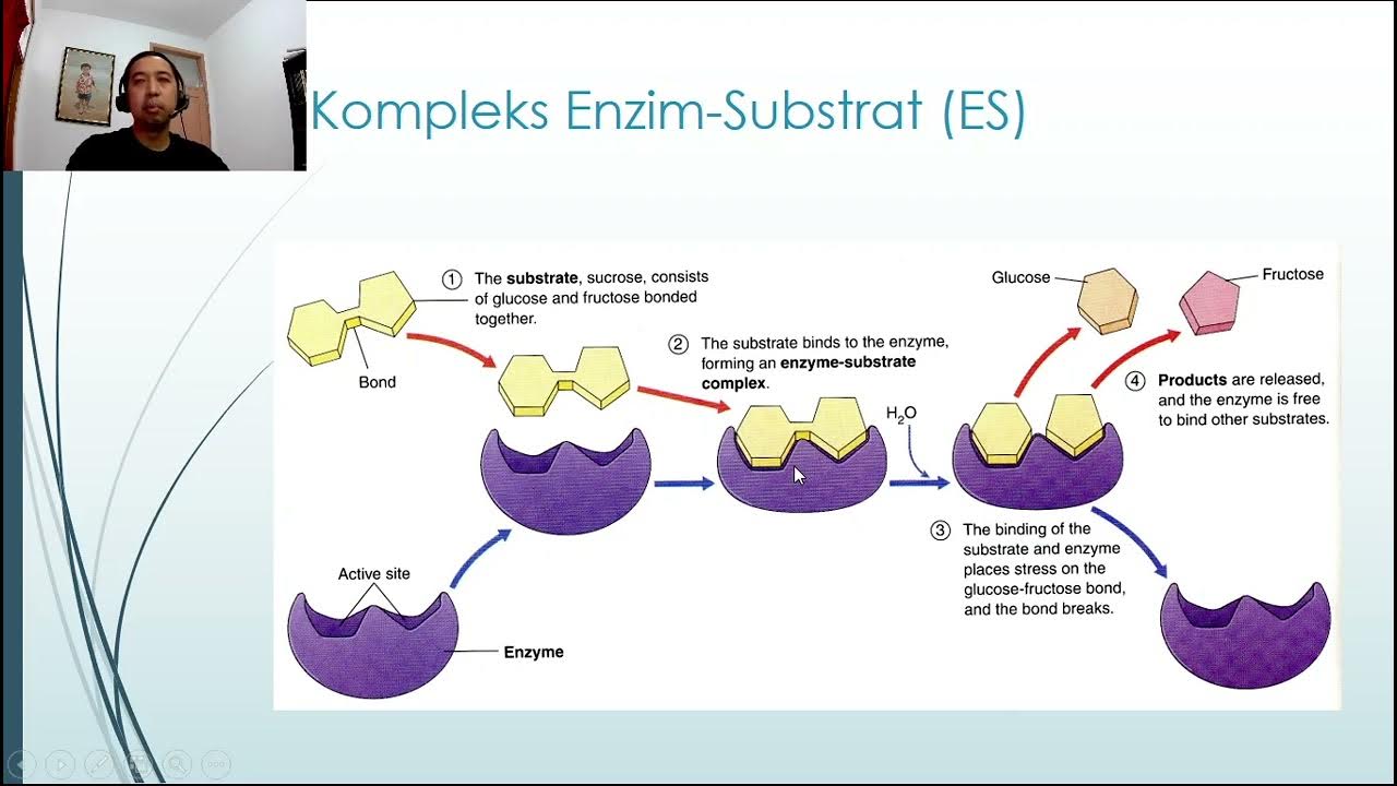 Action site. Enzyme шаблон. Mechanism of Action of Enzymes. Enzyme how to work. Working of Enzymes.
