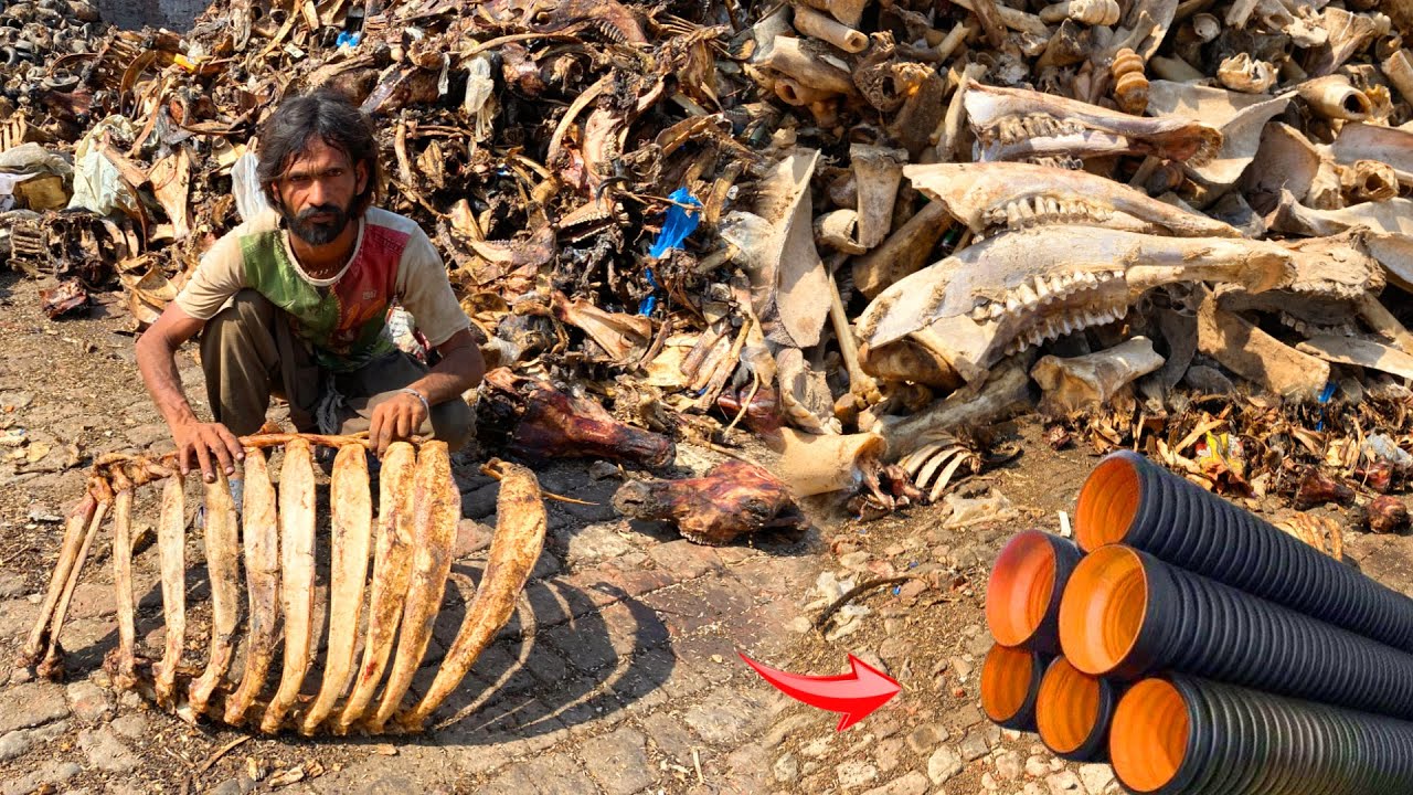Unbelievable Process! Millions of Animal Bones Used in Water Pipe Manufacturing