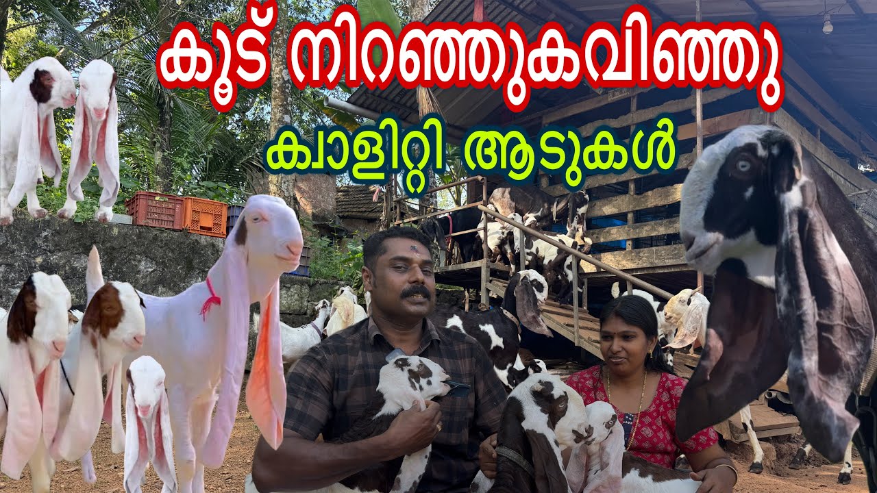ഇങ്ങനെ ചെയ്താൽ കൂട് നിറയും. ക്വാളിറ്റി ആടുകളുടെ അപൂർവ്വ ശേഖരം goat farming kerala 