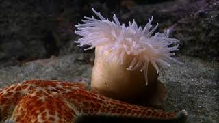 Cnidarians  Anemone Swims Away from Sea Star