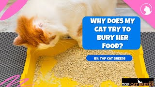 Why Does My Cat Try To Bury Her Food | Top Cat Breeds